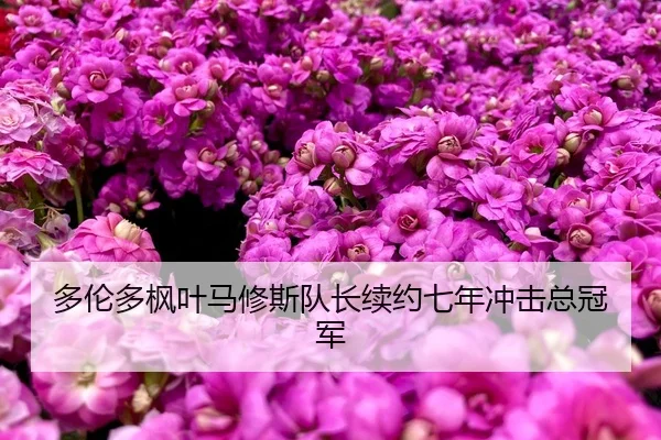 多伦多枫叶马修斯队长续约七年冲击总冠军